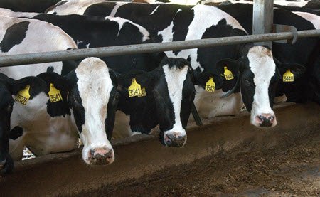 cows eating