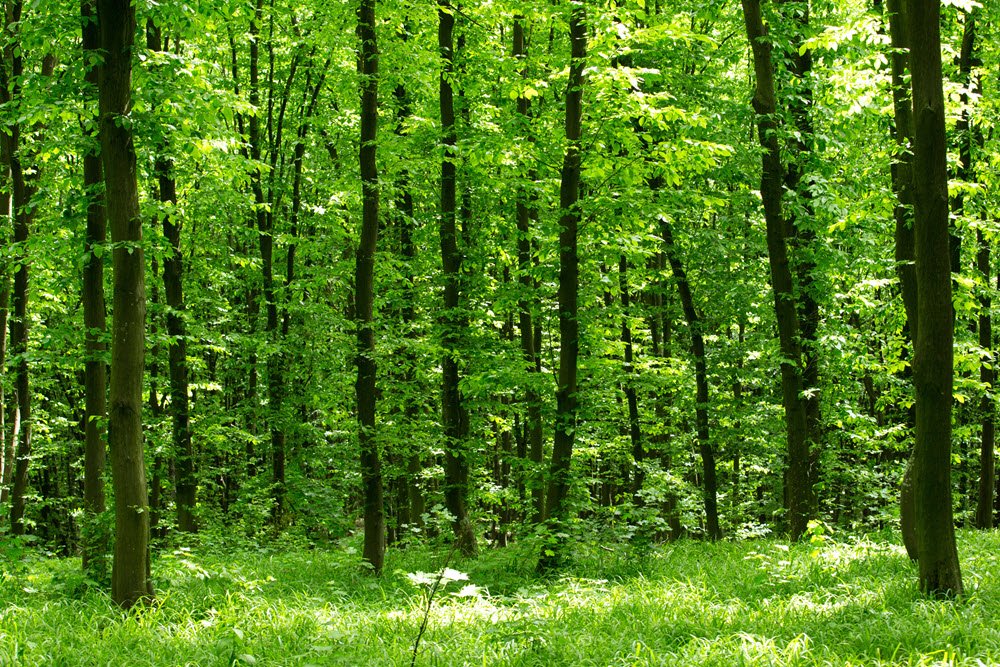 dense forest