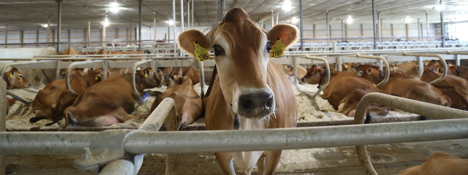 Cows in a barn